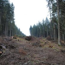 Vâlcea, locul 9 în ţară la tăieri ilegale de arbori