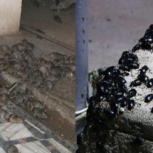 INCREDIBIL! Şobolani, gândaci şi purici în subsolurile blocurilor din RÂMNICU VÂLCEA!
