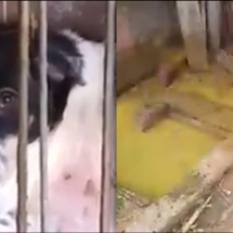VIDEO: Focar de infecție la Adăpostul pentru câini de la Fețeni – RÂMNICU VÂLCEA