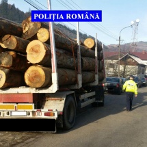 FOTO – VÂLCEA: Autoutilitare și cantități mari de lemne, confiscate de polițiști