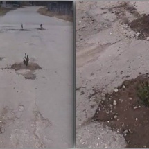 VIDEO: Vâlcenii au plantat copăcei în gropile din asfalt! Se întâmplă într-o comună din Vâlcea!