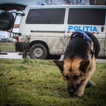 SENZAȚIONAL: Bătrână din Vâlcea dată dispărută, găsită de câinele Poliției