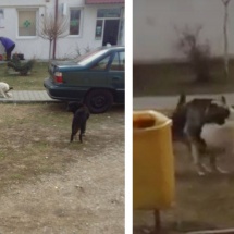 VIDEO: Haită de câini agresivi în preajma Şcolii Generale din Vlădeşti. Elevii, în pericol