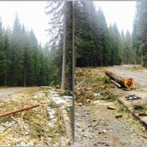 FOTO: Drum național distrus de transportatorii de lemne între Voineasa și Obârșia Lotrului