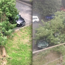 FOTO: Un copac a căzut pe mașini în Ostroveni
