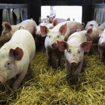 ALERTĂ la DSVSA Vâlcea: Măsuri pentru prevenirea apariţiei Pestei Porcine Africane în judeţ