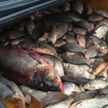 BRACONIER prins în TRAFIC la DRĂGĂȘANI. Zeci de kilograme de pește confiscate…