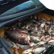 VÂLCEA: Braconier prins cu zeci de kg de peşte viu în portbagaj