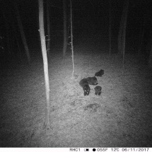 FOTO: O ursoaică şi trei pui, văzuţi aproape de Râmnicu Vâlcea şi Vlădeşti