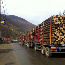 INCREDIBIL. Poliţiştii din Brezoi se plâng că nu pot combate furtul de lemne din cauza „lipsei logisticii”