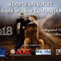 RÂMNICU VÂLCEA: Campanie de adopție a câinilor fără stăpân