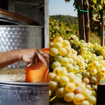 10 greșeli de evitat în obținerea vinului de casă din must de la Jidvei