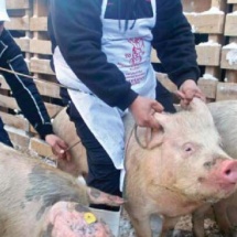 DECLARAȚII GRAVE ale unui PRIMAR din VÂLCEA: „Un doctor veterinar face trafic de porci din județe în care s-a confirmat pesta porcină”