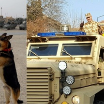 A murit Biță, câinele erou al Vâlcii care a luptat în Afganistan