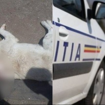 CRUZIME. Câine împușcat într-o comună din Vâlcea