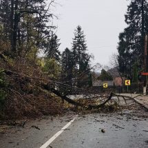 FOTO. Trafic blocat pe DN 7, la Călimănești. Copaci căzuți pe carosabil