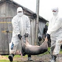 Polițiștii din Vâlcea au descins la o fermă de porci, descoperind zeci de animale moarte