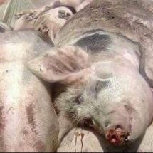 Pesta porcină africană scapă de sub control în judeţul Vâlcea