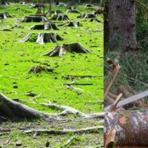 Pădurar din Vâlcea, acuzat că a facilitat tăierea ilegală a circa 400 de arbori
