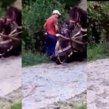 VIDEO. Bărbat din Vâlcea, reţinut după ce şi-a bătut calul până l-a umplut de sânge
