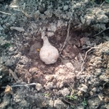 Grenadă neexplodată descoperită la Budești