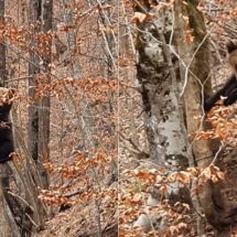 VIDEO – VÂLCEA. Ursoaică prinsă în capcană, salvată și eliberată în pădurile din Malaia