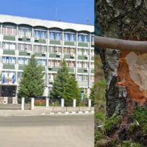 Poliția Vâlcea a prins “marele” hoț de lemn