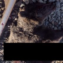FOTO. Urs lovit de tren la Călimănești. Animalul a murit!