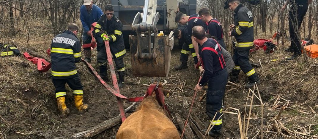Foto: INTERVENȚIE DIFICILĂ pentru pompieri! Au folosit excavatorul pentru a salva un animal căzut în șanț!