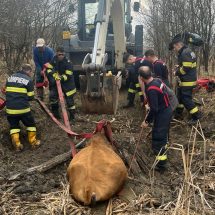 Foto: INTERVENȚIE DIFICILĂ pentru pompieri! Au folosit excavatorul pentru a salva un animal căzut în șanț!