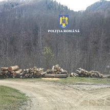 CONTROALE INOPINATE la transportatorii de materiale lemnoase din nordul județului