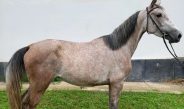 Un tânăr de 17 ani s-a apucat de „afaceri”: fura cai pentru a-i vinde
