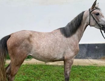 Un tânăr de 17 ani s-a apucat de „afaceri”: fura cai pentru a-i vinde