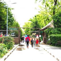 Modalitate perfectă pentru petrecerea timpului liber: Grădina Zoologică va fi deschisă în fiecare zi a mini-vacanței de 1 Mai și Paști