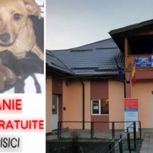 Primăria Berislăvești, partener pentru o asociație privată într-o campanie de sterilizări gratuite pentru câini și pisici