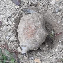 FOTO: Grenadă neexplodată, găsită într-o comună din județ. De unde provine?